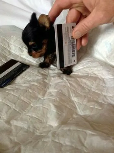 Belíssimos filhotes de yorkshire micro disponível para entrega imediata