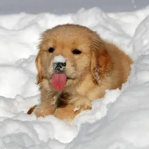 Bebês de Golden Retriever