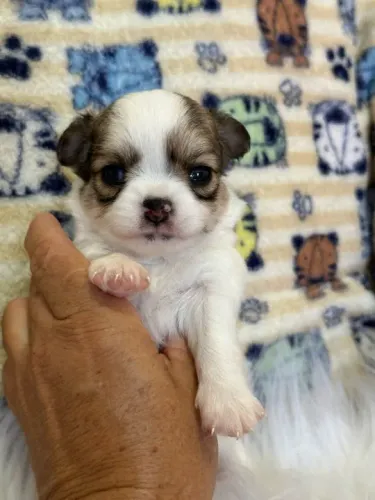 Chihuahua Mini Preto e Branco Macho - Companheiro Perfeito Para o Dia a Dia! 
