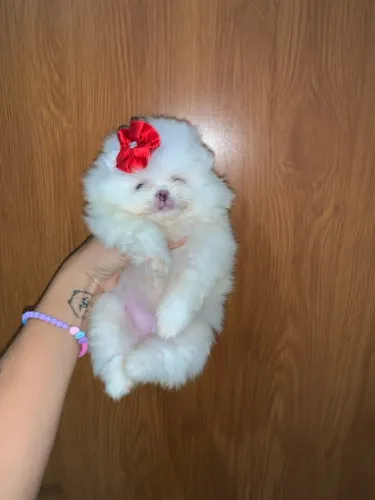 Lulu da pomerania