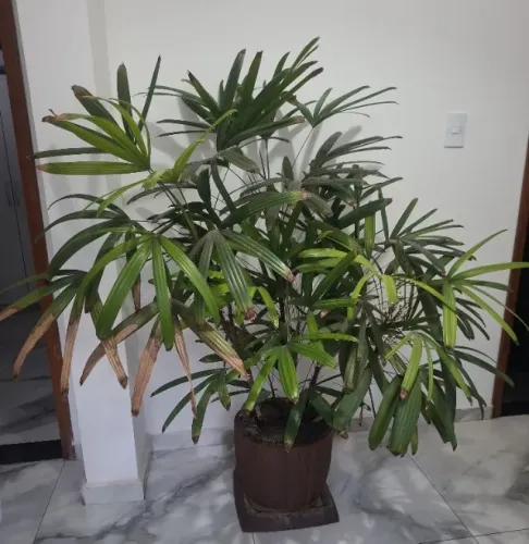 Vaso Grande Planta Ráfia, 8 mudas no Vaso, + que 1,60 de Altura