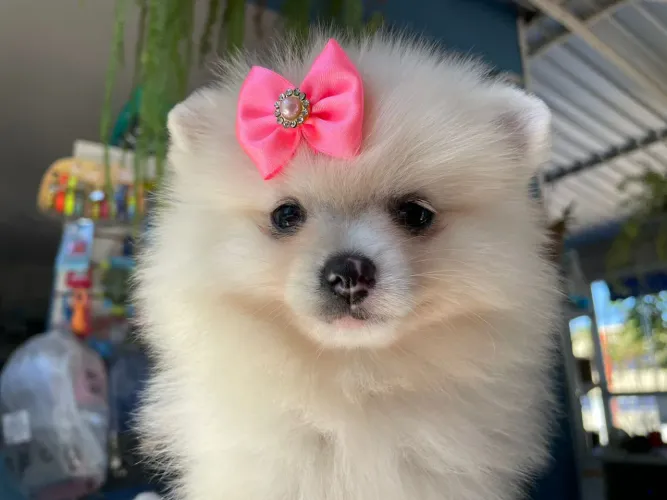 Spitz alemão machinho vacinado desverminado 