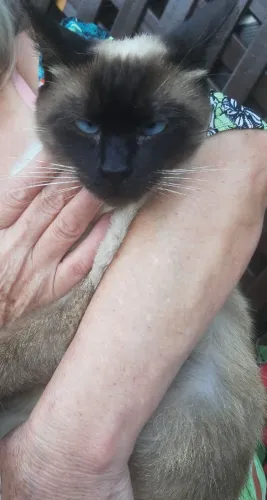 Doa se gata castrada