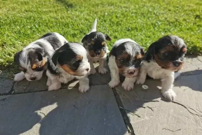 Biewer Yorkshire Terrier: personalidade única, amor verdadeiro!
