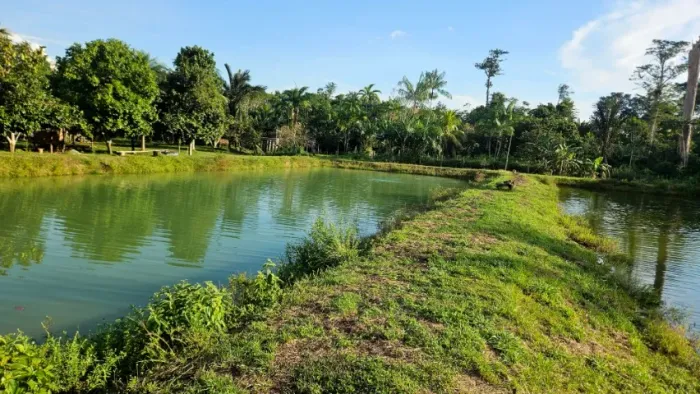 Sítio 400 x 1.000  BR 174  km 21        299.900,00