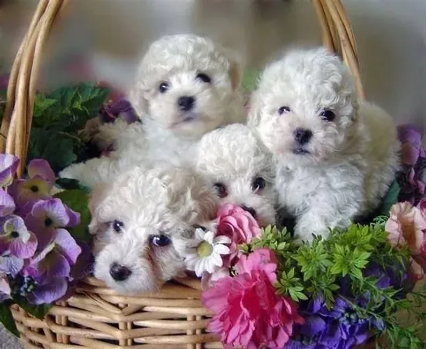 Poodles Toys - o menor tamanho 