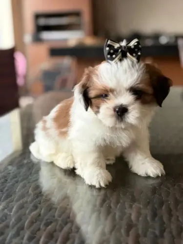 Shih tzu O camisa 10 da sua casa