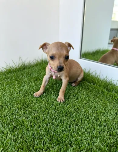 Princesinha Pinscher Cheia de Amor