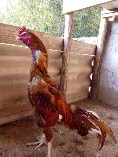 Galinha