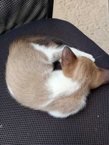 Doação de Gatos