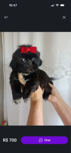 Shih tzu femea