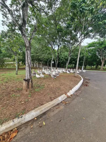 Terreno de Condomínio, Colinas do Piracicaba (Ártemis), Piracicaba - R$ 390 mil, Cod: 1632