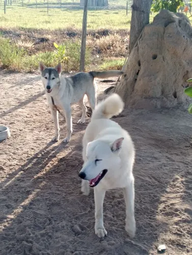 Cachorro para adoção