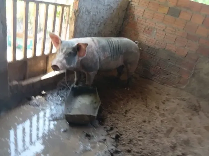Animais agro
