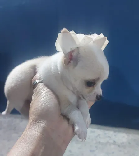 Vendo lindos filhotes de chihuahua macho e fêmeas prontos pra entregar