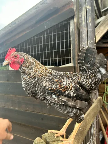 Galo carijo novo e grande