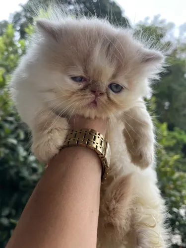 Gato persa