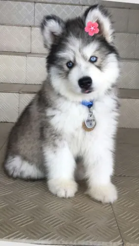 Husky siberiano Uma escolha que merece entrar na sua pesquisa