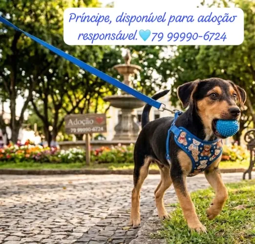 Adoção responsável!