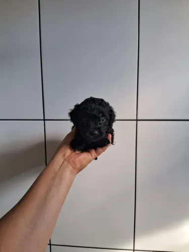 Mine toy machos porte pequenos aceito cartões 