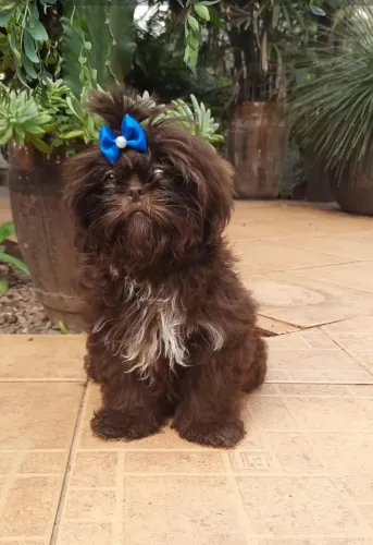 Shih tzu