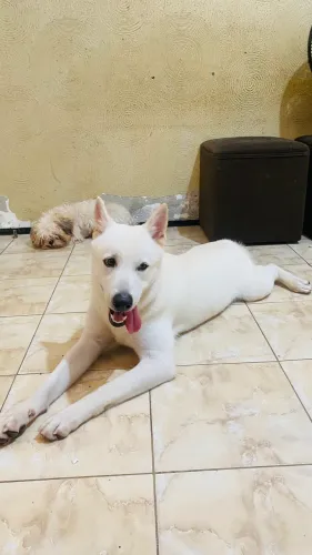 Cachorro