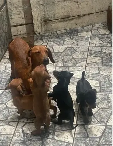 salsichinha x pinscher Amor em forma de patinhas. chama 9 9751.6491