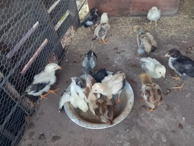 Vende-se pintinhos caipira