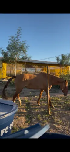VENDE-SE ÉGUA 