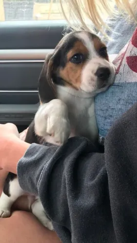 Beagle Uma fofura disponível para novos lares