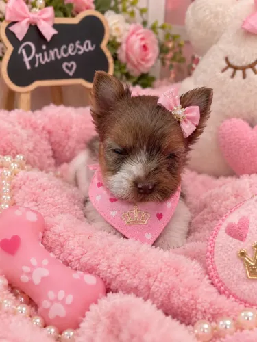 Super lindinha! Raríssima perfeita filhote de yorkshire merle fêmea 