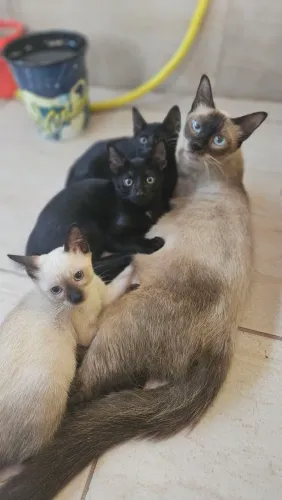 Adoção responsável de gatinhos