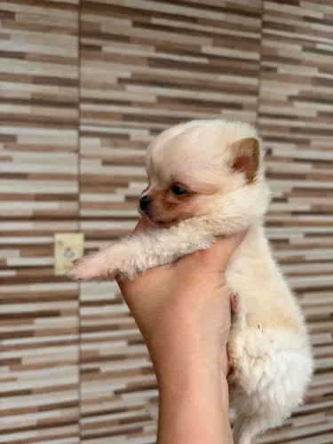 Chihuahua macho pelo longo 