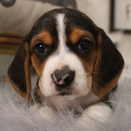 Beagle Tricolor: Aquela orelhas longas e lindas