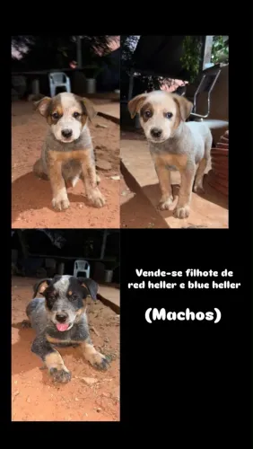 Vende-se filhote de Red e Blue Heller