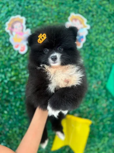 Spitz alemão anão