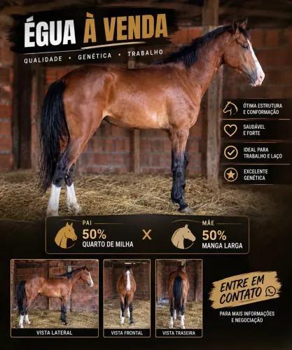 Vendo égua top