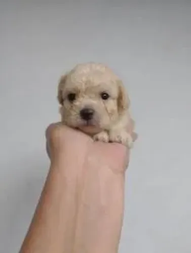 Miudinho filhotes de poodle toy