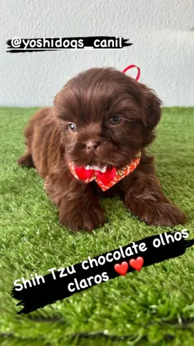 Shih Tzu Filhotinhos exóticos machinho e feminha disponível