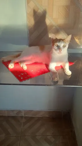Doação gatinha