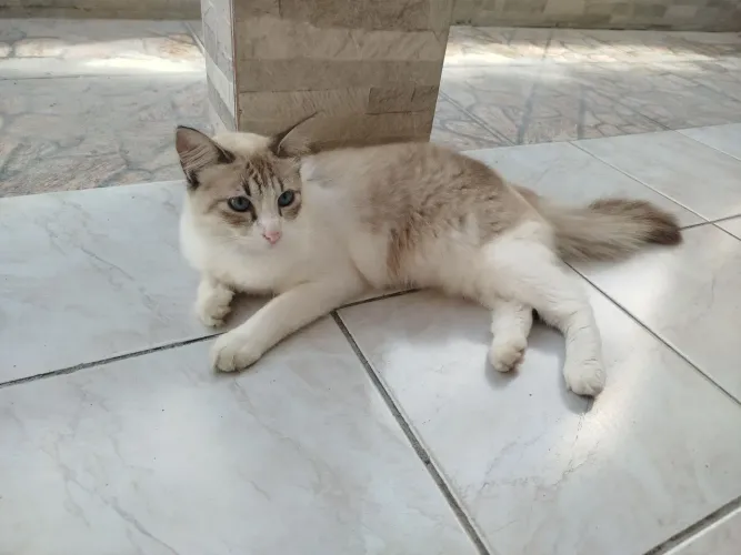 Gata para Adoção