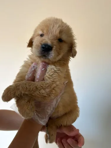 Golden Retriever com pedigree