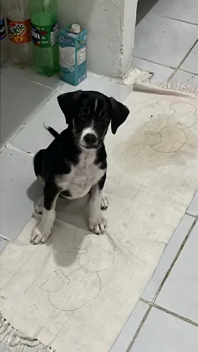 cachorro