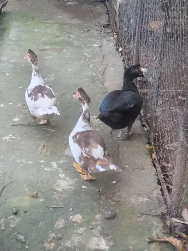 Patos 