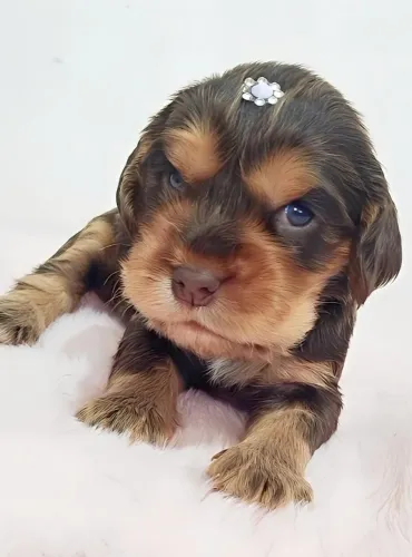 Cocker Spaniel Inglês 