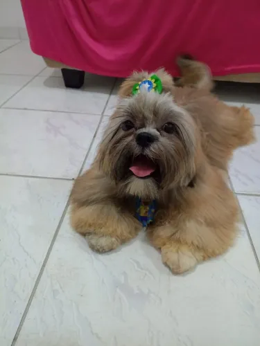 Cachorro Shih Tzu