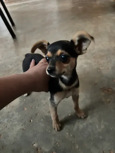 Pinscher