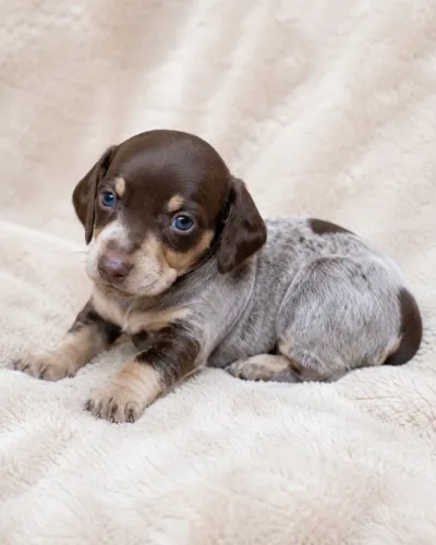 Dachshund