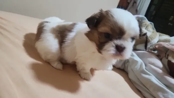 Fêmea filhote de shih tzu em Criciúma