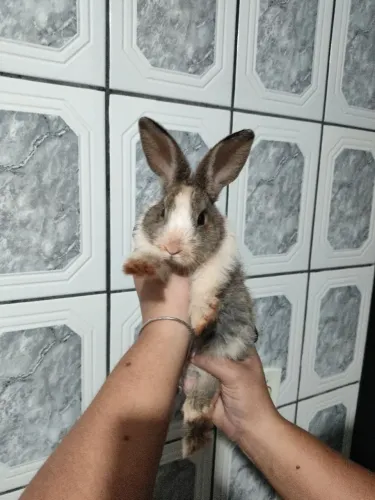 Vendo Coelhos